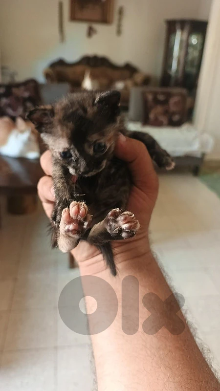 بيروت ملعب البلدي