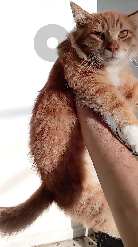قط ‼️(شيرازي)‼️عمر "٣" اشهر
