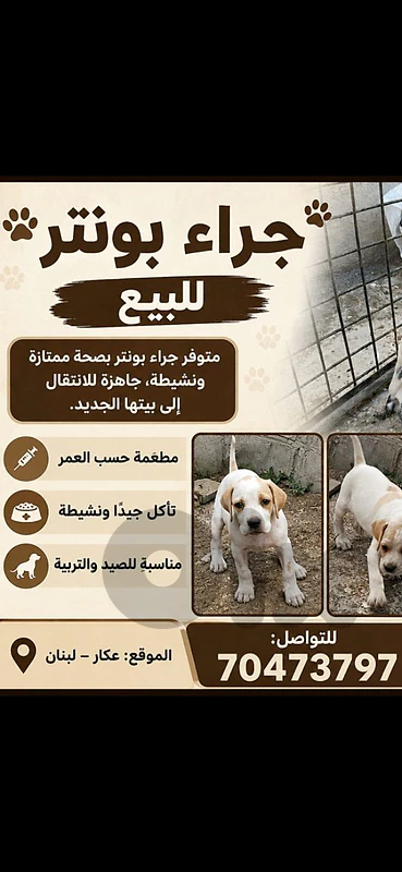 عكار حلبا عكار حلبا