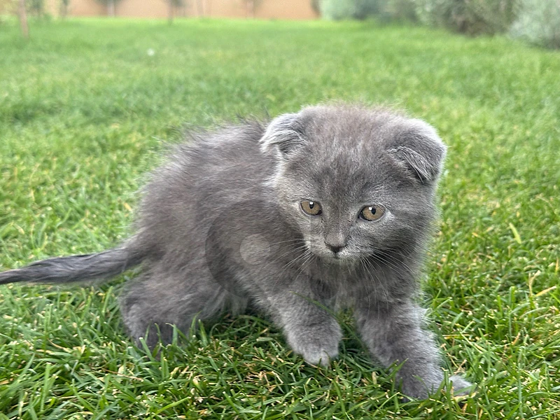 Scottish fold kitten
