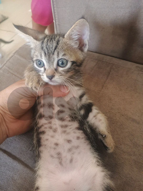 4 kittens for adoption