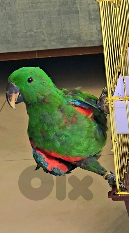 Baby Eclectus Parrot for sale Baby Eclectus Parrot for sale