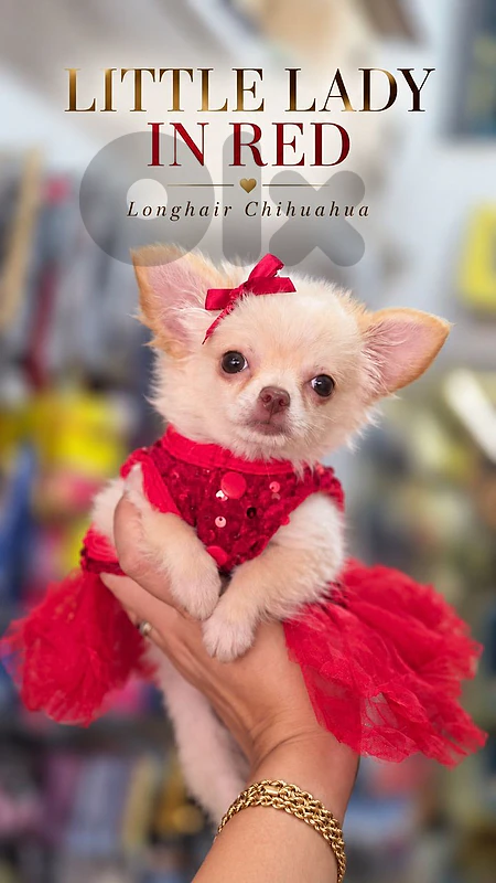 Longhair Chihuahua Puppies / dog كلاب