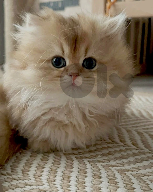 Adorable Scottish fold Golden Chinchilla kitten long hair cat قطط ✨💕