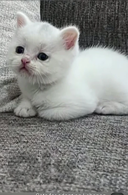 British kitten