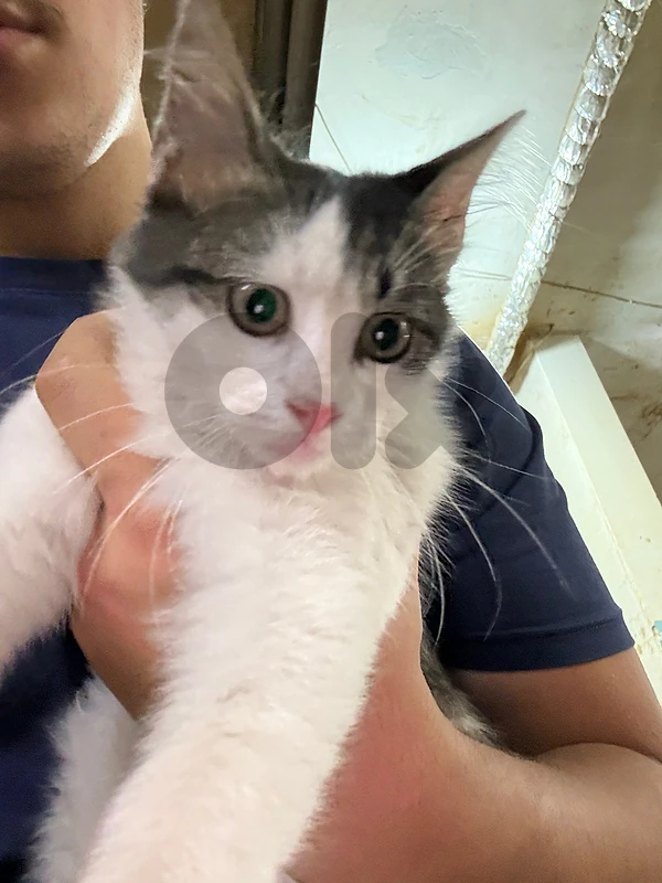 Cat for free