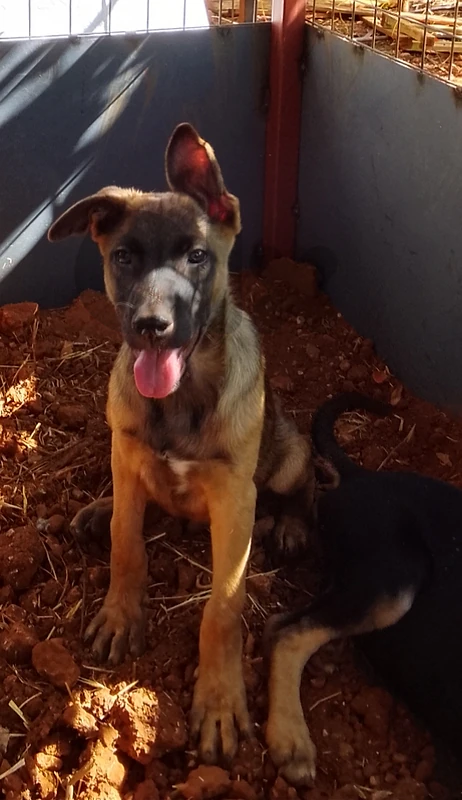 whatsapp: 81783237, german Shepherd Malinois 2 months