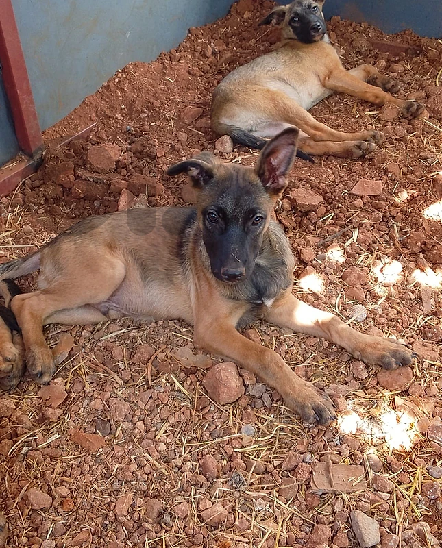 whatsapp: 81783237, belgian malinois shepherd 2 months