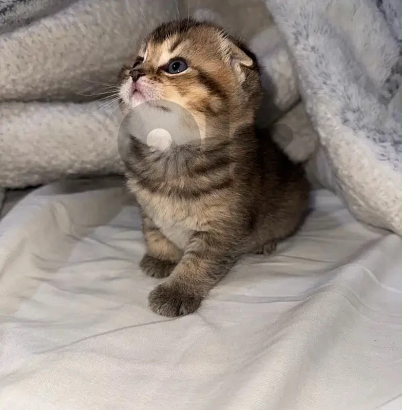 Golden Chinchilla Fold