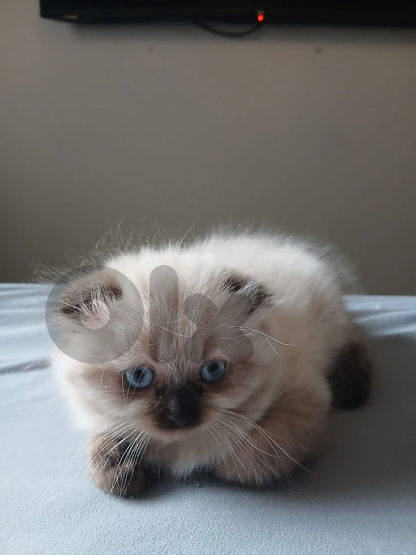 2 kitten for sale
