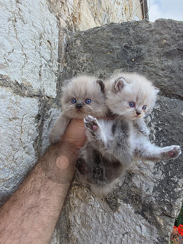 adorable kittens