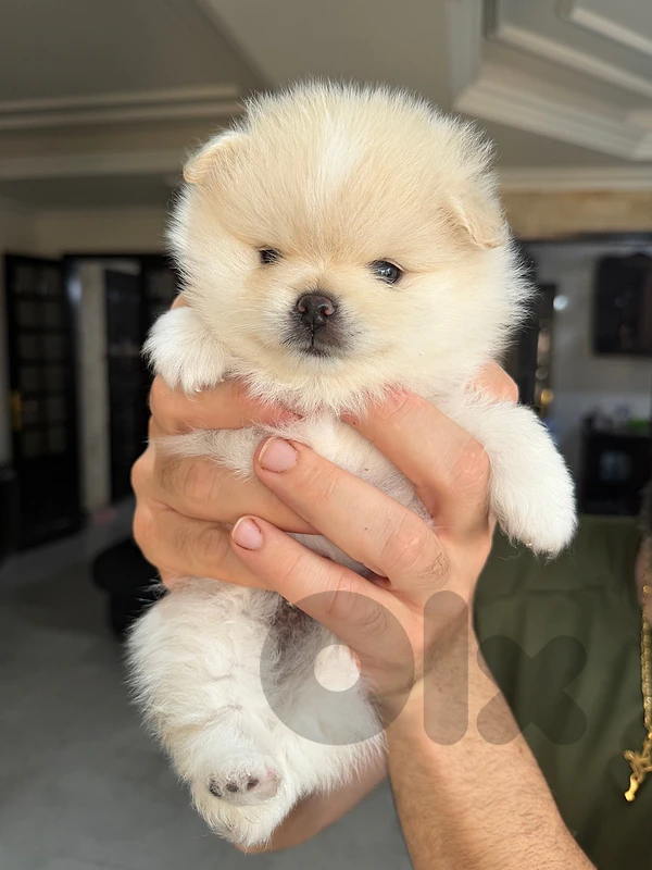 teddy bear face pomeranian