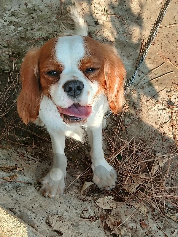 كلب cavalier اصلي كلب cavalier اصلي
