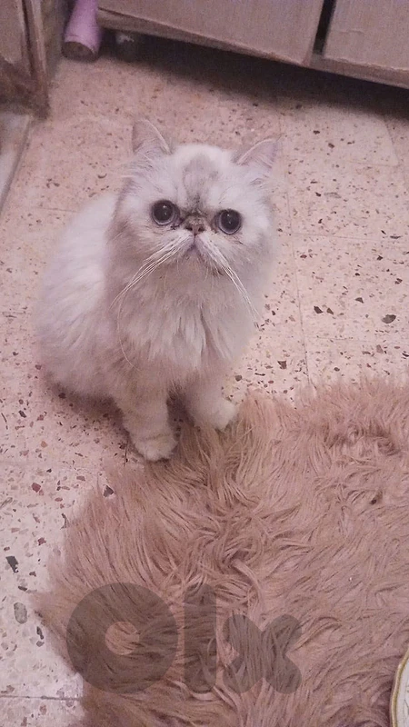 بيروت طريق جديدة