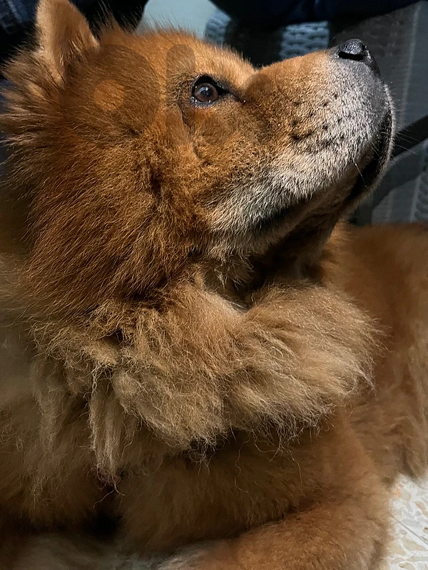 chow chow