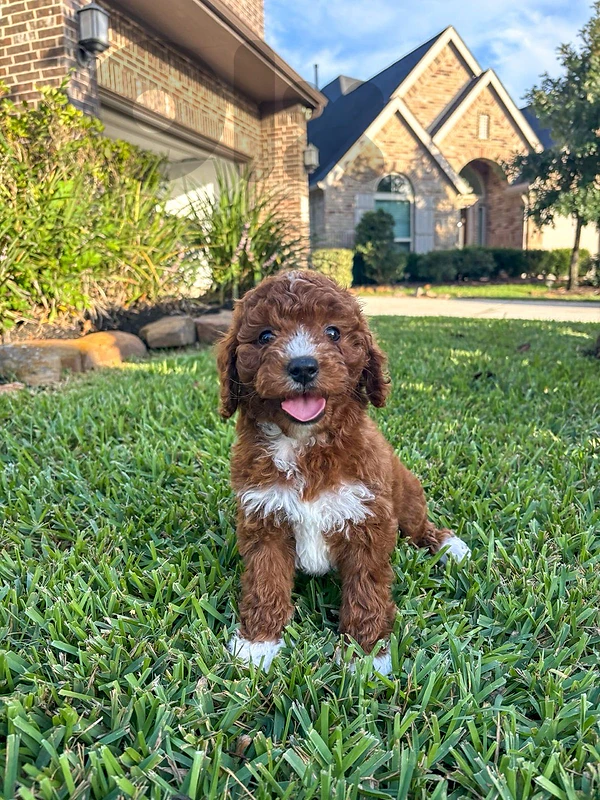 Rare bicolor Goldendoodle puppy imported كلب كلاب dog