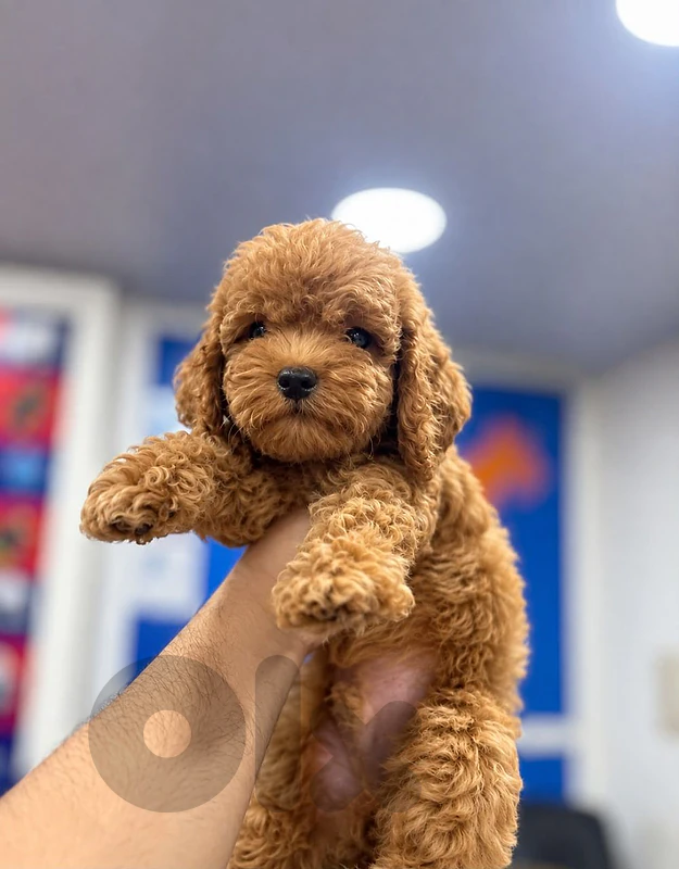 male poodle