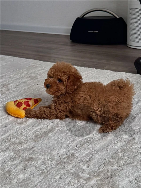 Toy Poodle available