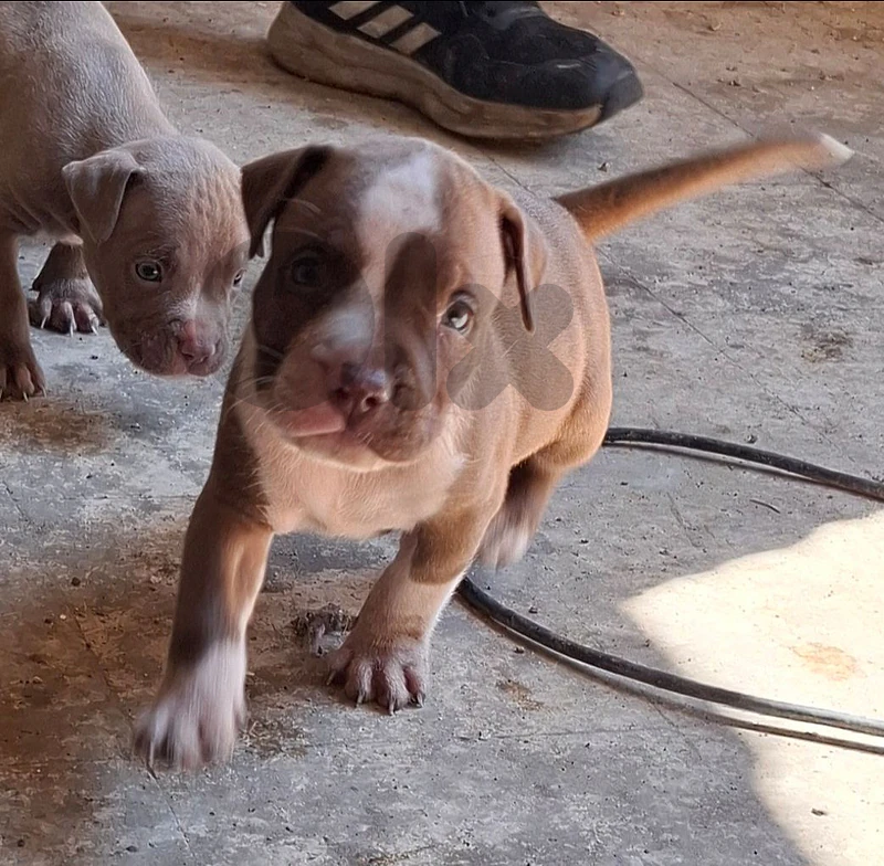 pitbull puppies