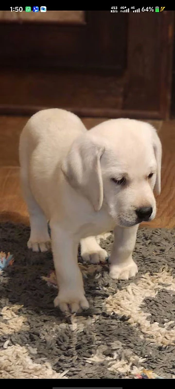 imported labrador retriever