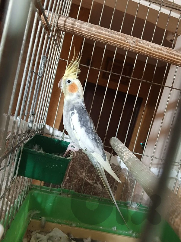 كروان