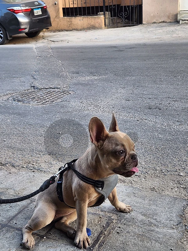 french bulldog
