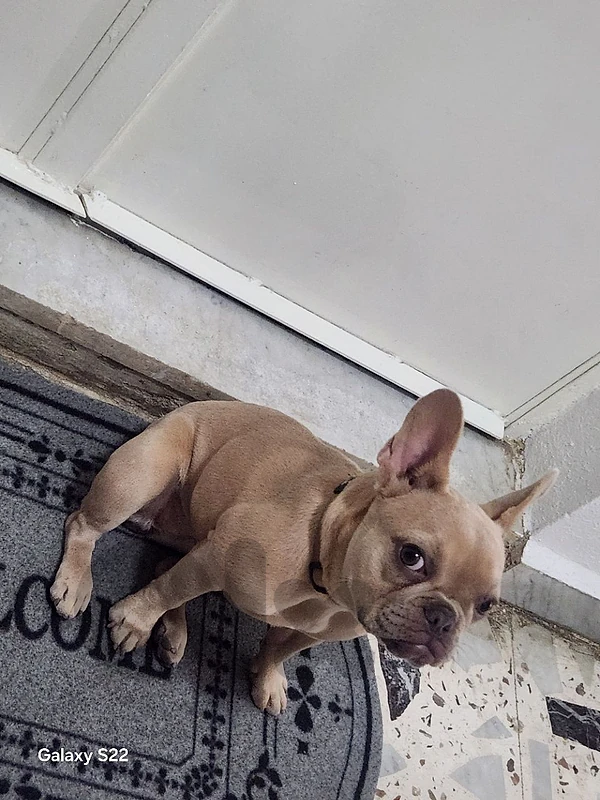 french bulldog