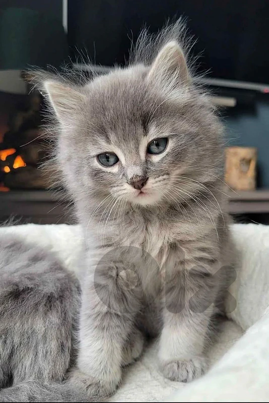 Mixed Himalayan Scottish kittens