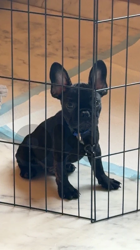 french bulldog for sale
