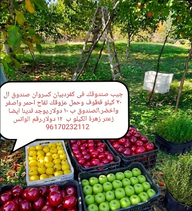 apples تفاح