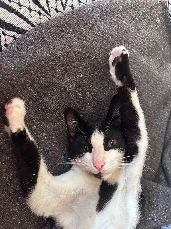 🐱looking for a sweet home