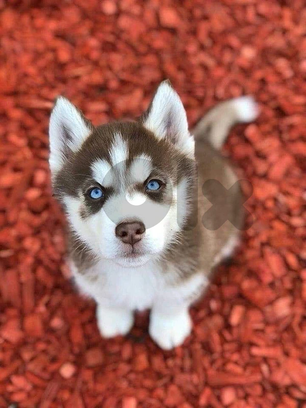 Siberian Husky Red Copper puppy available Dog كلب
