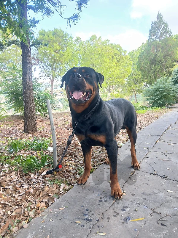 purebred rottweiler_Exceptional Quality.