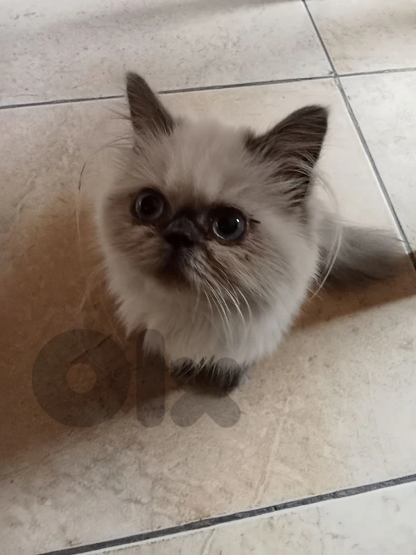 kitten himalayan for sale