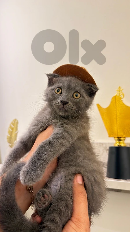 kitten for sale