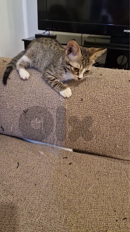 kittens for adoption