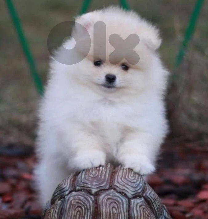 pomeranian teacup