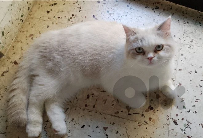 persian female cat