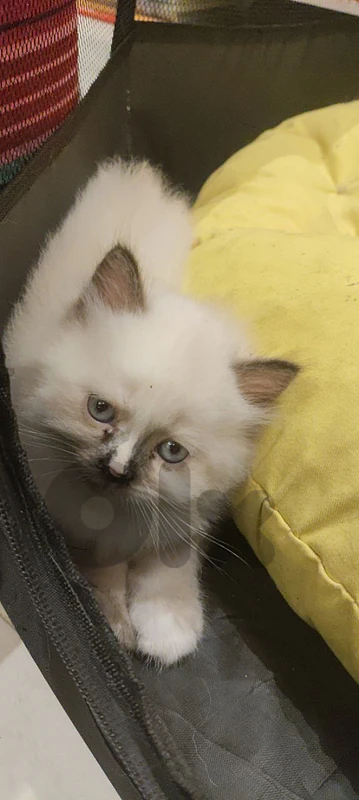 Ragdoll kitten