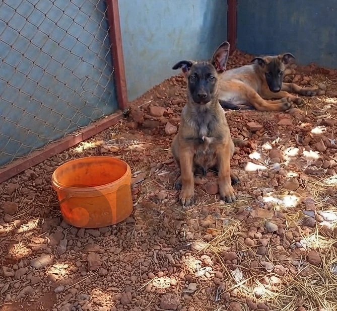 belgian malinois German shepherd 2.5 months Big Size