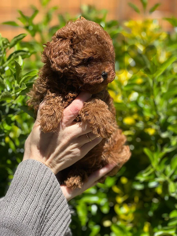poodle toy