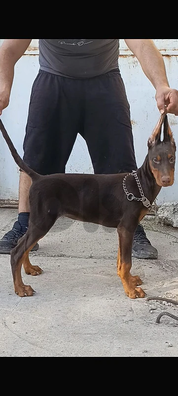 doberman europe
