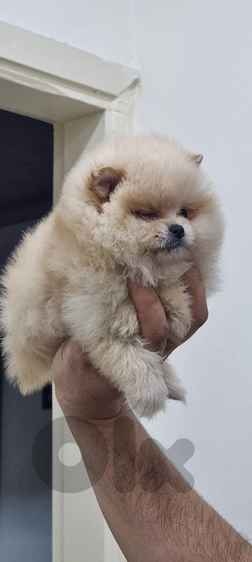 Pomeranian toy