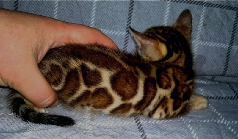 top quality bengal