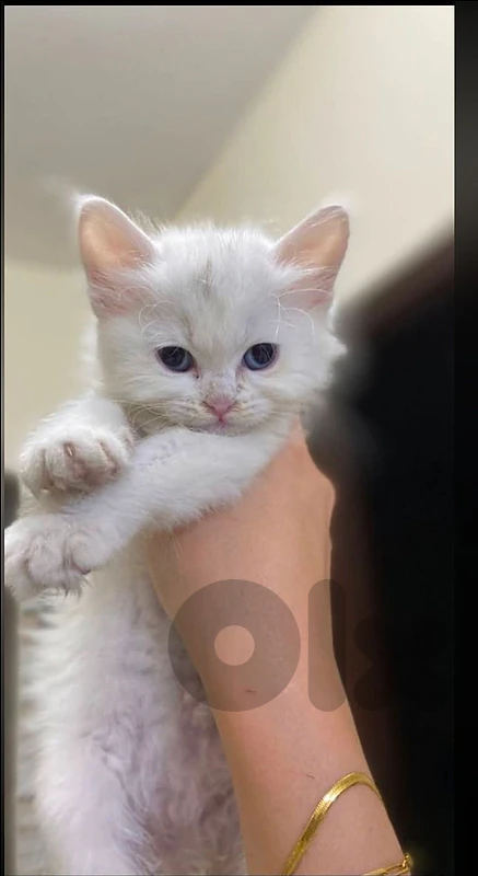 British kitten