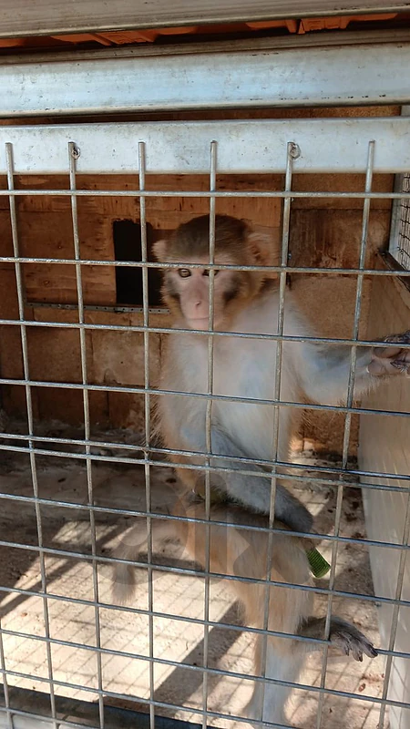 monkey
