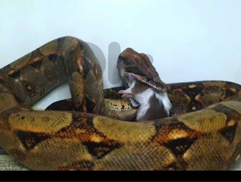 snake