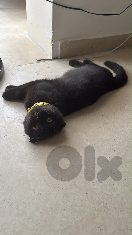 Scottish Male Kitten