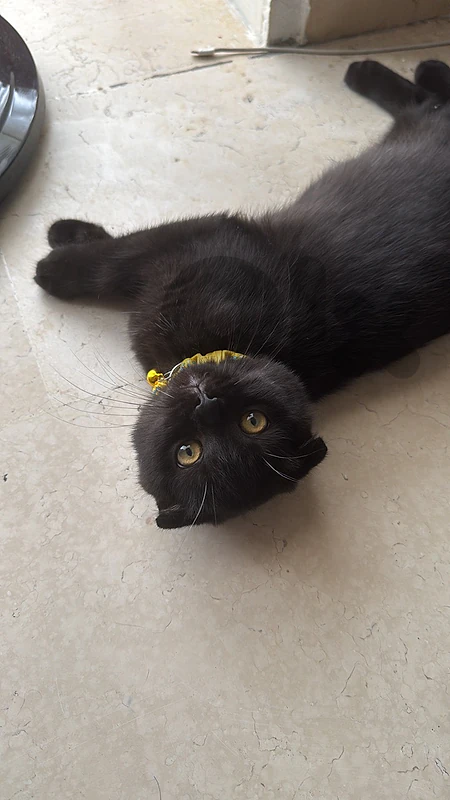 dark brown scottish fold