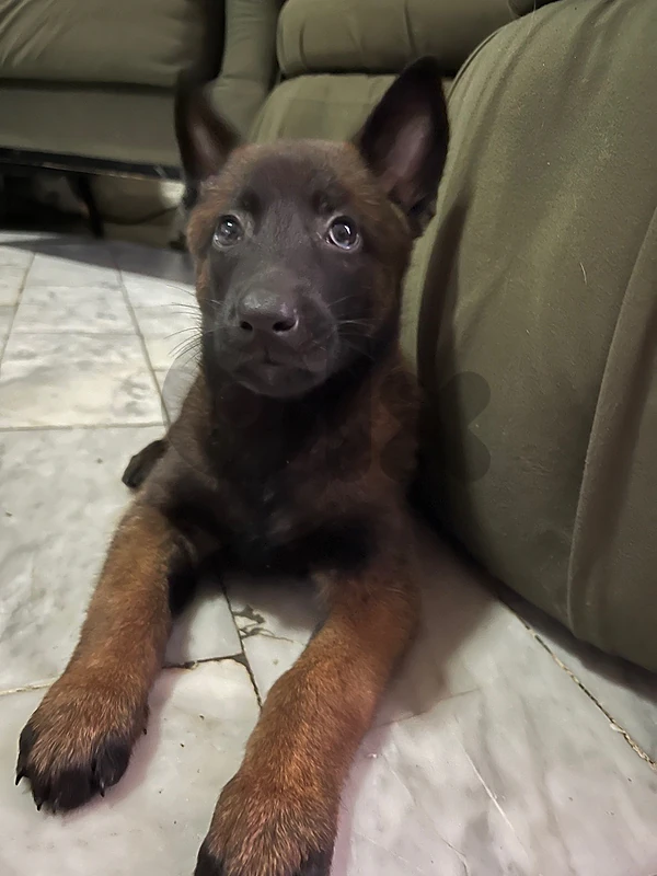 puppy berjer belge MALINOIS